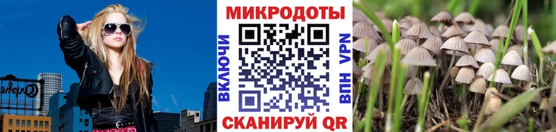дарнет шоп  Новая Ляля  Псилоцибиновые грибы Psilocybe 